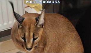 Râși africani, crescuți într-o curte din Argeș. Proprietarul îi ţinea ca animale de companie 