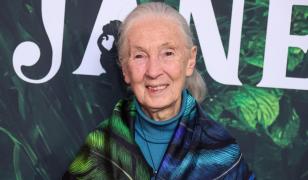 Jane Goodall, pioniera în studiul cimpanzeilor, a murit la vârsta de 91 de ani