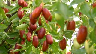 Patria pepenilor ar putea deveni patria curmalelor. Fructul, din ce în ce mai căutat