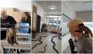 Elevii din Focșani şi-au speriat profesorii cu o maimuță creată cu AI. Gluma i-ar putea costa scump