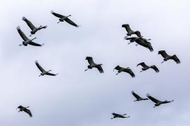 Gripă aviară în Germania: Peste 400.000 de păsări au fost sacrificate