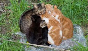 Capcane cu cuie, folosite pentru rănirea pisicilor de un bărbat din Constanţa