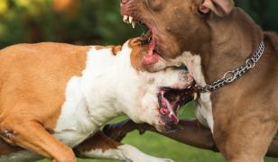 Un băiat de 13 ani din Dolj şi-a pus câinele Pitbull să atace alt câine legat. Filmarea a fost postată online