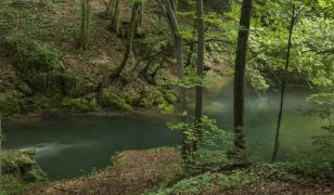 Accident mortal într-o pădure din Cluj. Un bărbat de 60 de ani și-a pierdut viața