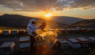 Alimentul rar care se găsește doar în 2 locuri de pe glob. Provoacă stări ciudate dacă e consumat în exces