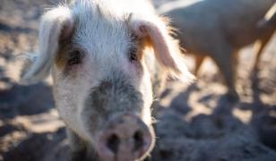 Pestă porcină la o fermă din Arad. 700 de animale vor fi ucise