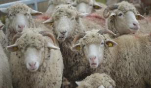 Sute de oameni la primul târg de animale din Ariniș, după pandemie. Revenirea tradiției în Maramureș