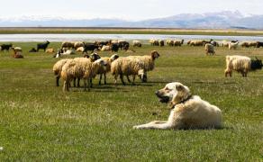 A lăsat turma să pască unde nu trebuie, acum riscă închisoare. Cioban, reținut pentru prejudiciul creat de oi