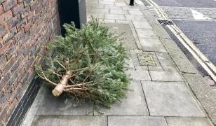 Au tăiat bradul de Crăciun al comunităţii, plantat în memoria soldaţilor, imediat după aprinderea luminiţelor