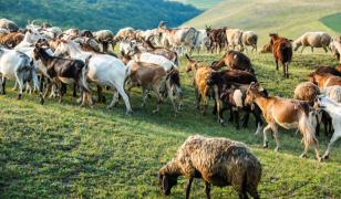 Cât câștigă un îngrijitor de animale la stat, în Botoșani. Primeşte cazare gratuită şi spor de toxicitate