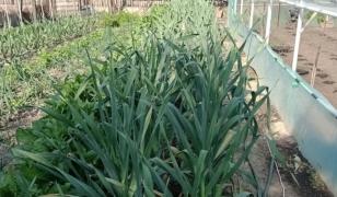 Gheorghe a dat lovitura cu un soi de usturoi pe care îl vinde cu 100 de lei/kg. Are comenzi și în străinătate