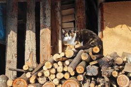 Romsilva lansează magazin online.  Românii pot cumpăra lemne de foc de pe romsilva.store