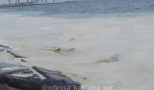 Marea Neagră, poluată cu ulei de floarea-soarelui după atacurile rusești din Odesa. Zeci de păsări au murit