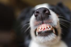 Urmărit de o haită de câini, un bărbat a căzut într-un lac dintr-un parc din Craiova