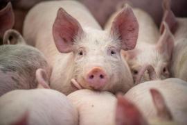 Cum să estimezi greutatea porcului fără cântar