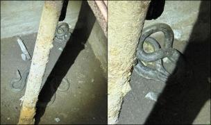 Oaspeţii nepoftiţi. Un bărbat din Tulcea s-a trezit cu doi şerpi de un metru şi jumătate în beciul casei