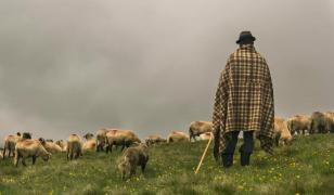 Cioban găsit mort la o stână din Caraș-Severin după un conflict violent cu un coleg