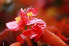 Alege bulbi de primăvară mari la prețuri mici și bucură-te de o grădină spectaculoasă