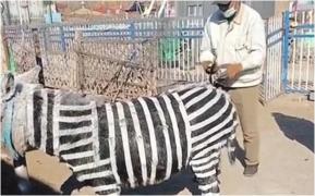 O grădină zoologică din China a vopsit mai mulți măgari, ca să pară că sunt zebre: 