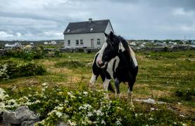 peisaj din insula Inishmore