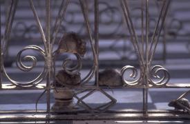 16 mari metropole ale lumii se confruntă cu o invazie de șobolani. Cauza e aceeaşi peste tot