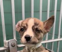 Încercarea disperată a unui căţeluş de a scăpa din adăpostul unde urma să fie eutanasiat. Cine l-a salvat