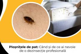 (P) Ploșnițele de pat: Când și de ce ai nevoie de o dezinsecție profesională