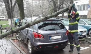 Trei maşini, avariate la Oradea din cauza vântului puternic. Crengi groase, smulse şi azvârlite de rafale