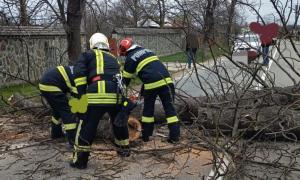 copac doborât de vânt