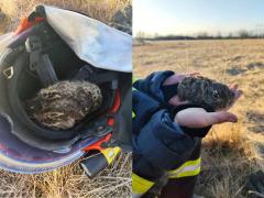 iepuraş salvat de pompieri