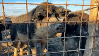 Ajutor de 2.300 lei pentru fiecare scroafă. Crescătorii de porci din rasele Bazna şi Mangaliţa, sprijin de 1,5 milioane de lei