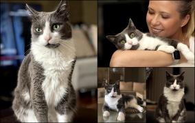 Jurnalista Sonia Simionov o caută pe Barbie. Pisica ei s-a pierdut în Otopeni și e căutată cu drone și zeci de oameni, dar e de negăsit: "Vreau doar să o aduc acasă"