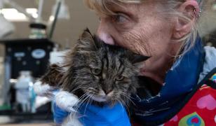 O pisică în vârstă de 12 ani a supravieţuit după ce a căzut într-un canion adânc de 115 metri. Stăpânii ei au murit