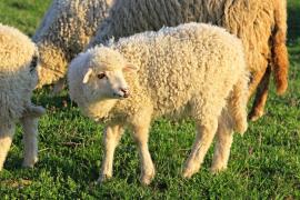 Mai multe oi au murit, după ce au mâncat iarbă de pe o păşune otrăvită intenţionat