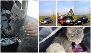 Un tânăr din Suceava a salvat un pisic ajuns în stradă, riscându-şi viaţa. Motănelul a fost adoptat, după ce povestea lui a devenit virală