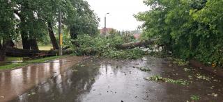 Un copac, monument al naturii, a făcut pagube mari, rupt de vânt