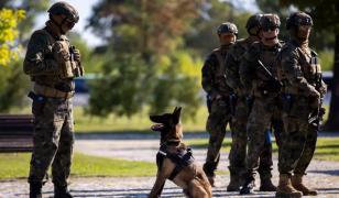 Poliţia, în alertă. Pantera dispărută din Bulgaria s-ar putea afla în Giurgiu. Oamenii au sunat la 112