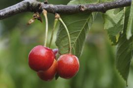 Semnificațiile visului în care apar cireșe