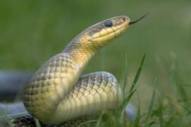 Motivul pentru care un american s-a lăsat muşcat de şerpi, de 200 de ori: "Ştiu cum e să mori"