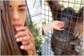 Lupătoare MMA din Rusia, filmată cum dă unui urangutat de la zoo să tragă dintr-un vape