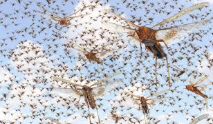 După ruşi, Ucraina e invadată şi de lăcuste