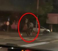 Ce a păţit un bărbat din Focşani după ce şi-a lăsat calul să alerge liber pe străzile din oraş