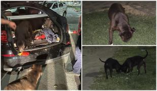 Un bărbat din Galaţi s-a trezit cu doi câini Amstaff în portbagajul maşinii sale