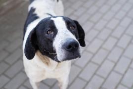 Un bărbat din Bihor a ordonat uciderea propriului său câine. Animalul a avut parte de un sfârşit cumplit