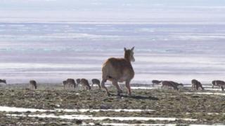 Primul robot-antilopă cu inteligenţă artificială, construit în China