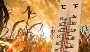 HARTĂ. Alertă de caniculă, miercuri şi joi, în mai multe regiuni ale ţării