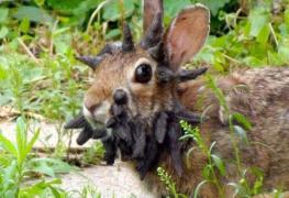Iepuri mutanţi, descoperiţi în SUA. Au mai multe excrescențe pe cap