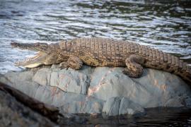 Un tată a patru copii a murit, după ce a fost atacat de un crocodil în Indonezia sub ochii trecătorilor