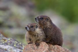 Mongolia, în stare de alertă: risc de ciumă bubonică în Ulan Bator după descoperirea unor marmote infectate