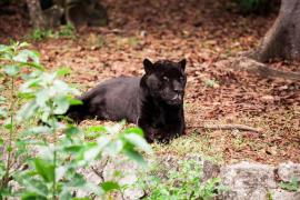 Pantera neagră a apărut din nou la graniţa cu România. Autorităţile din Bulgaria sunt în alertă
